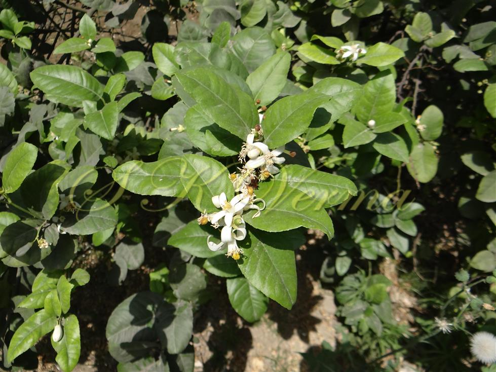  Flowering branch